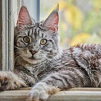 Mainská mývalí kočka na okně