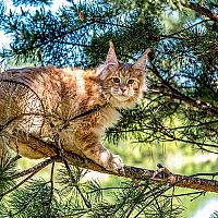 Mainská mývalí kočka na stromě