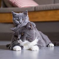 Britská krátkosrstá kočka s kotětem