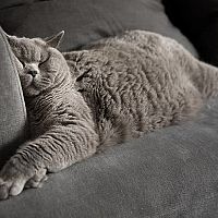 Britská kočka na gauči