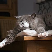 Britská kočka odpočinek