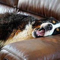 Bernský salašnický pes na gauči