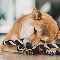 Shiba Inu hra