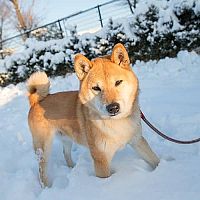 Shiba Inu procházka ve sněhu