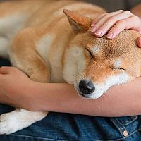 Shiba Inu chování