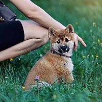 Shiba Inu štěně