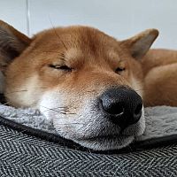 Shiba Inu v pelíšku