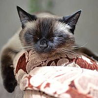 Siamská kočka na gauči