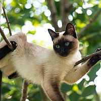 Siamská kočka na stromě