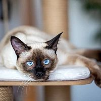 Siamská kočka škrábadlo/kočičí strom