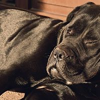 Cane Corso spánek