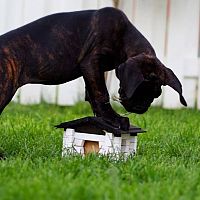 Cane Corso štěně v zahradě