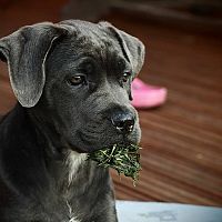 Cane Corso štěně