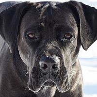 Cane Corso vzhled