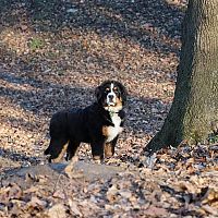 Bernský salašnický pes v lese