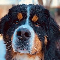 Bernský salašnický pes v zimě