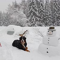 Bernský salašnický pes a sněhulák