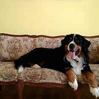 Bernský salašnický pes na gauči