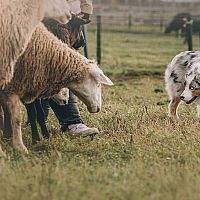 Australský ovčák a ovce