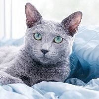 Ruská modrá kočka srst