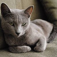 Ruská modrá kočka na gauči