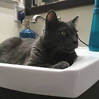 Ruská modrá kočka v umyvadle