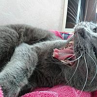 Ruská modrá kočka zívání