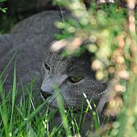 Ruská modrá kočka v trávě