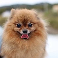 Pomeranian vzhled
