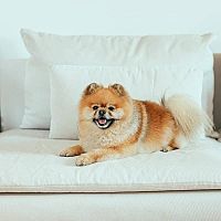 Pomeranian postel