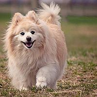 Pomeranian procházka