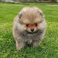 Pomeranian štěně