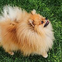 Pomeranian trénink