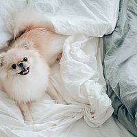 Pomeranian v posteli