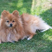 Pomeranian v trávě