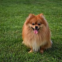Pomeranian v trávě