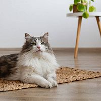 Sibiřská kočka v bytě