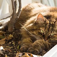 Sibiřská kočka v květináči