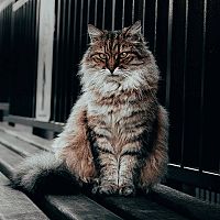 Sibiřská kočka venku