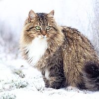 Sibiřská kočka a sníh