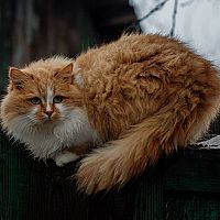 Zrzavá sibiřská kočka