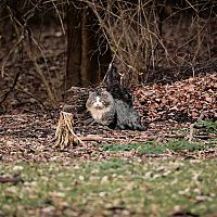 Sibiřská kočka v trávě