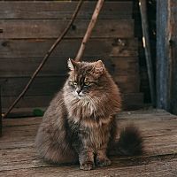 Sibiřská kočka v zahradě