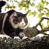 Norská lesní kočka na stromě