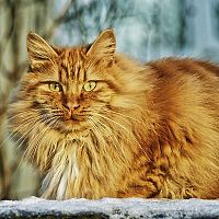 Zrzavá norská lesní kočka