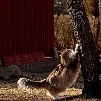 Norská lesní kočka broušení drápků
