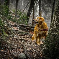 Zlatý retrívr procházka v lese