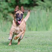 Belgický ovčák frisbee