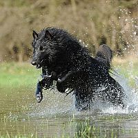 Belgický ovčák Groenendael ve vodě