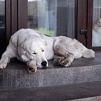 Středoasijský pastevecký pes a kočka